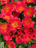 Portulaca Grandiflora Rose Red, Single Petal