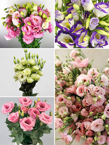 Eustoma, Mixed