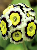 Evening Primrose, Coloful