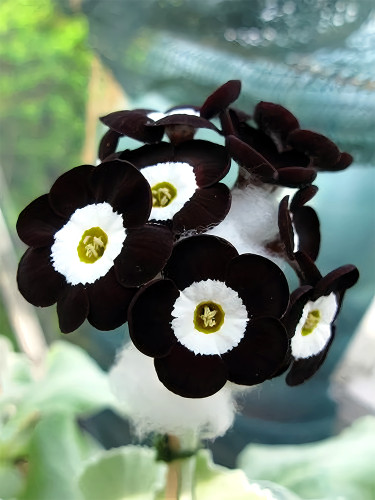 Evening Primrose, Black-White with yellow Eye