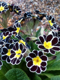Evening Primrose, Coloful