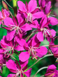Rosebay Willowherb Chamaenerion angustifolium