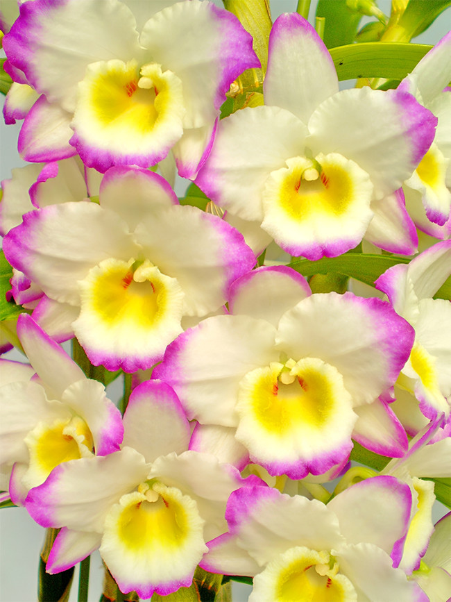 Narcissus Flower, Colorful