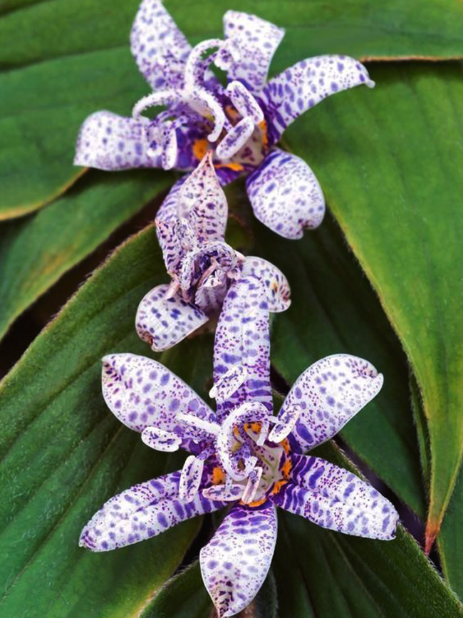 Tricyrtis (common) - toad lilies