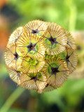 Bellfarm® Scabiosa stellata Seeds