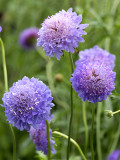 Bellfarm® Scabiosa Atropurpurea 'Blue Cockade'