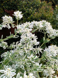 Bellfarm® Snow-on-the-mountain Seeds