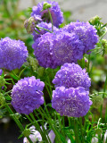 Bellfarm® Scabiosa Atropurpurea 'Blue Cockade'
