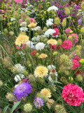 Bellfarm® Pincushion Formula Mix