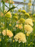 Bellfarm® Scabiosa Atropurpurea 'Fata Morgana'