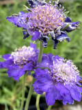 Bellfarm® Scabiosa caucasica 'Fama Deep Blue'