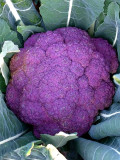 Bellfarm® Broccoli, Mixed Purple/Romanesco/Yellow