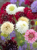 Bellfarm® Pincushion Formula Mix