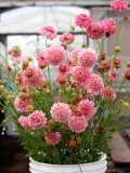 Bellfarm® Scabiosa Atropurpurea 'Salmon Pink'