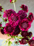 Bellfarm® Scabiosa Atropurpurea, Red