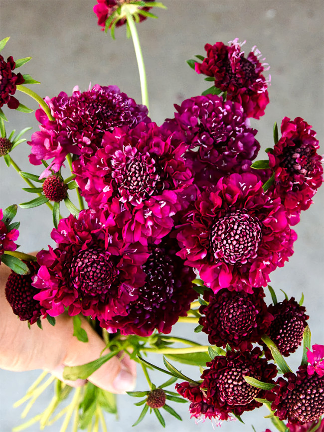 Bellfarm® Scabiosa Atropurpurea, Red