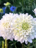 Bellfarm® Scabiosa Atropurpurea, White