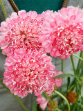 Bellfarm® Scabiosa Atropurpurea 'Salmon Pink'