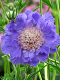Bellfarm® Scabiosa caucasica 'Fama Deep Blue'