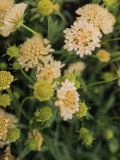 Bellfarm® Scabiosa Atropurpurea 'Fata Morgana'