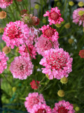 Bellfarm® Scabiosa Atropurpurea 'Salmon Pink'