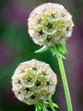 Bellfarm® Scabiosa stellata Seeds