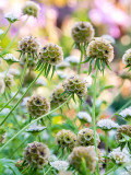 Bellfarm® Scabiosa stellata Seeds