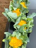 Bellfarm® Broccoli, Mixed Purple/Romanesco/Yellow