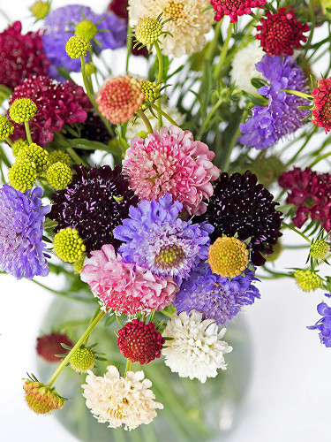 Bellfarm® Pincushion Formula Mix
