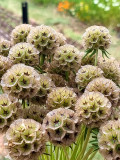 Bellfarm® Scabiosa stellata Seeds