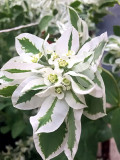 Bellfarm® Snow-on-the-mountain Seeds