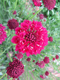 Bellfarm® Scabiosa Atropurpurea, Red