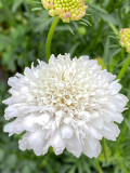 Bellfarm® Scabiosa Atropurpurea, White