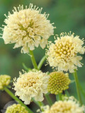 Bellfarm® Scabiosa Atropurpurea 'Fata Morgana'
