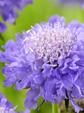 Bellfarm® Scabiosa Atropurpurea 'Blue Cockade'