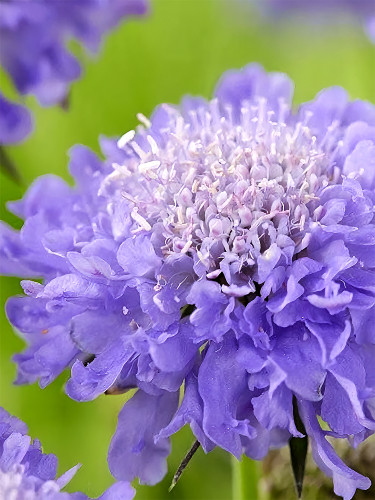 Bellfarm® Scabiosa Atropurpurea 'Blue Cockade'