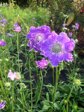 Bellfarm® Scabiosa caucasica 'Fama Deep Blue'