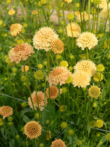Bellfarm® Scabiosa Atropurpurea 'Fata Morgana'