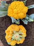 Bellfarm® Broccoli, Mixed Purple/Romanesco/Yellow