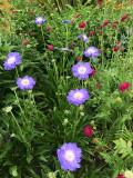 Bellfarm® Scabiosa caucasica 'Fama Deep Blue'