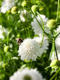 Bellfarm® Scabiosa Atropurpurea, White