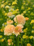 Bellfarm® Scabiosa Atropurpurea 'Fata Morgana'