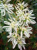 Bellfarm® Snow-on-the-mountain Seeds