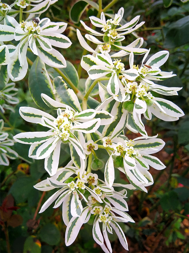 Bellfarm® Snow-on-the-mountain Seeds
