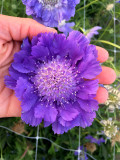 Bellfarm® Scabiosa caucasica 'Fama Deep Blue'