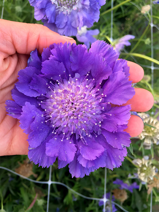 Bellfarm® Scabiosa caucasica 'Fama Deep Blue'