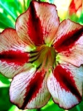Adenium Obesum 'BondyRed'