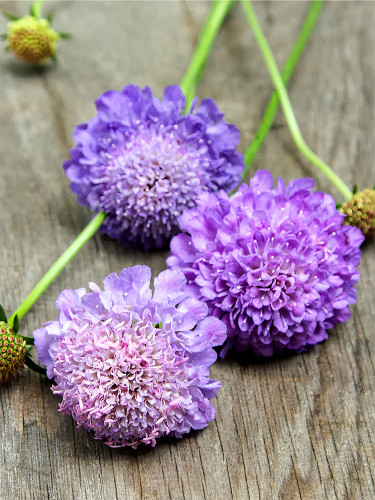 Bellfarm® Scabiosa Atropurpurea 'Blue Cockade'