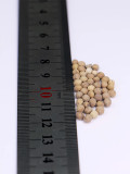 Bellfarm® Snow-on-the-mountain Seeds