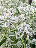 Bellfarm® Snow-on-the-mountain Seeds
